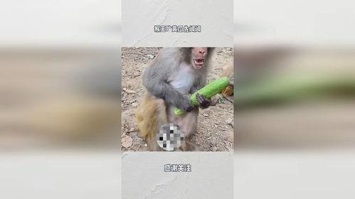 猴王吃瓜获奖视频,趣味视频赢大奖,欢乐无限!