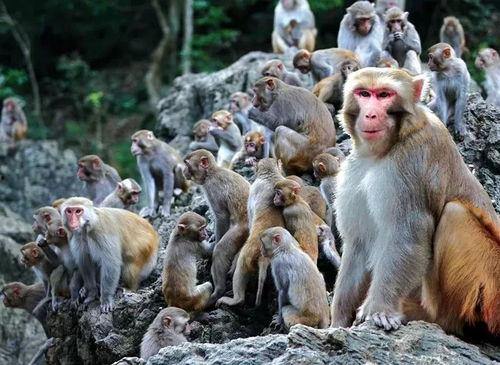 猴王吃瓜获奖视频,趣味视频赢大奖,欢乐无限!