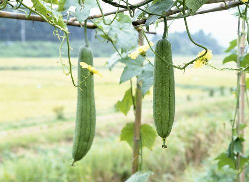 可以吃核的瓜,揭秘可食用核果的神奇魅力