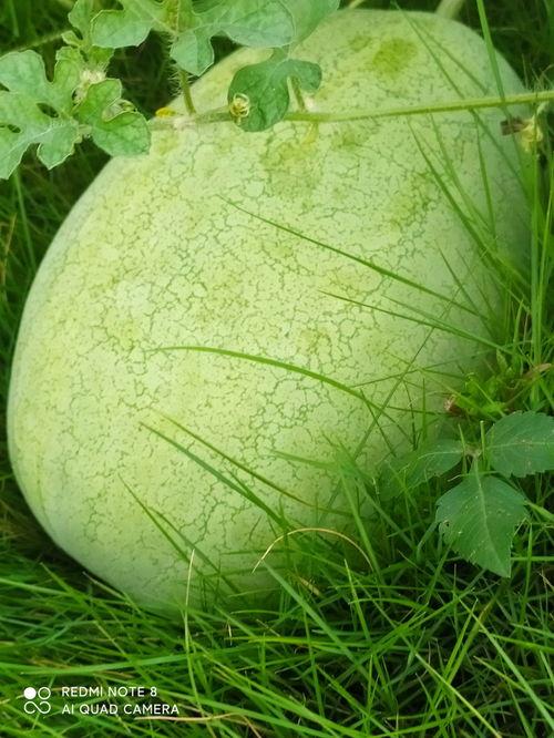 可以吃核的瓜,揭秘可食用核果的神奇魅力