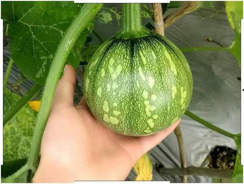 小氧耐吃瓜,揭秘娱乐圈那些不为人知的幕后故事