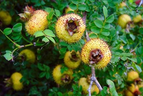 书亦刺梨吃瓜配料,揭秘独特配料背后的美味奥秘