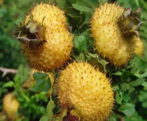 书亦刺梨吃瓜配料,揭秘独特配料背后的美味奥秘