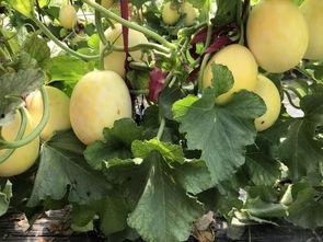 绿皮吃瓜,揭秘夏日消暑新宠的神奇魅力