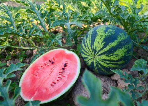 吃瓜 瓜 夏天,夏日吃瓜乐趣多