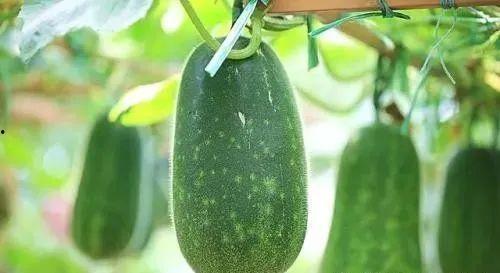 吃瓜 瓜 夏天,夏日吃瓜乐趣多