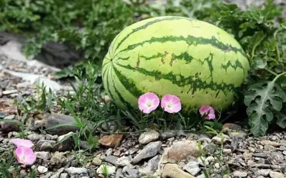 捡石头吃瓜图片大全,捡石头吃瓜,趣味图片大盘点