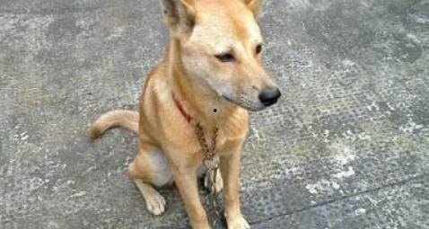 土狗吃瓜视频大全,趣味横生的动物日常大盘点