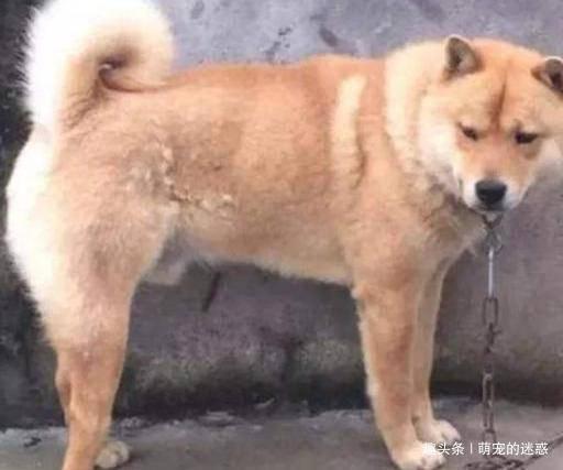 土狗吃瓜视频大全,趣味横生的动物日常大盘点