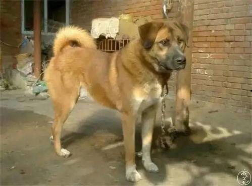 土狗吃瓜视频大全,趣味横生的动物日常大盘点