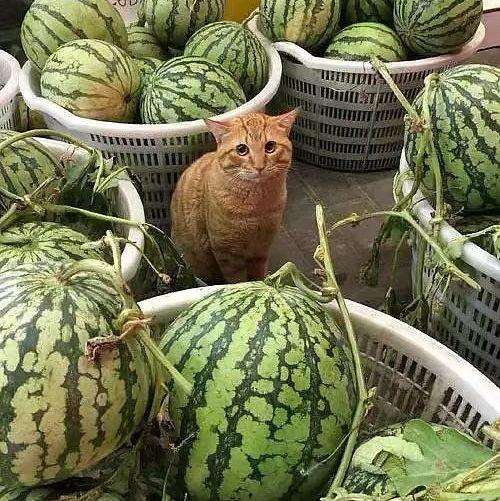 吃瓜就啃瓜辽宁话