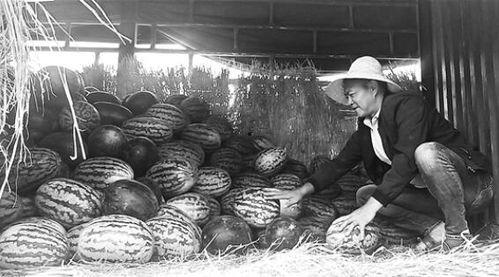 郓城吃瓜群众事件视频,一场网络舆论的风暴与反思