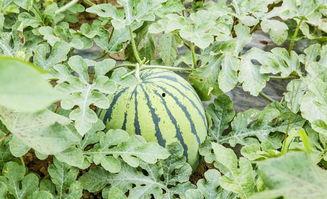 苏离吃瓜,揭秘娱乐圈背后的那些事儿