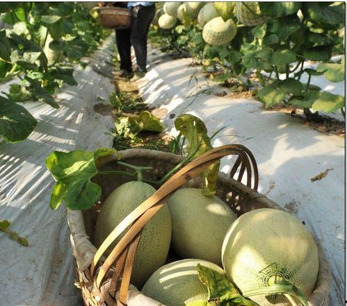 苏离吃瓜,揭秘娱乐圈背后的那些事儿