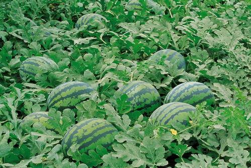 朱雀桥边吃瓜的网名,揭秘网络红人的趣味生活