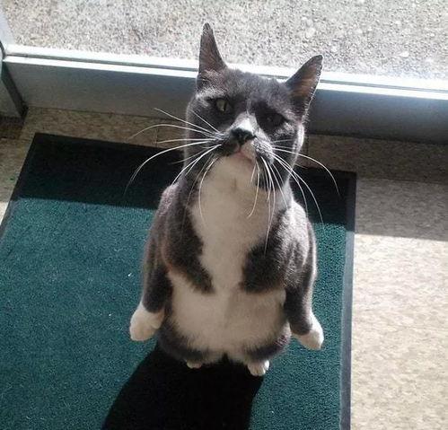 吃瓜猫头像,揭秘吃瓜猫的趣味生活