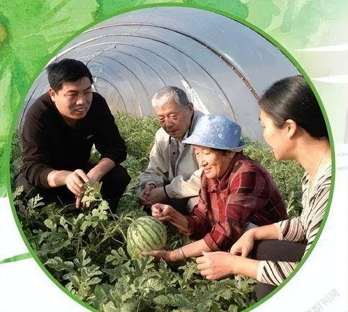 福建人民吃瓜,瓜果飘香，品味闽南瓜文化