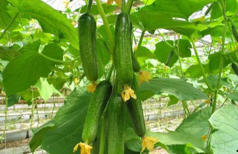 黑暗植物吃瓜,揭秘黑暗植物的秘密食粮